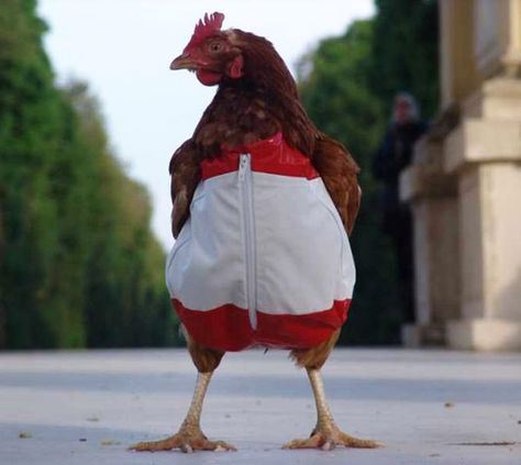 33 Random Funny Pics for the Crazy & Weird at Heart Chicken Suits, Chicken Clothes, 4k Wallpaper Android, Chicken Costumes, Action Pictures, Portable Chicken Coop, Chicken Crafts, Building A Chicken Coop, Chicken Coop Plans