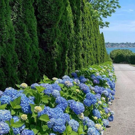 Garden Inspiration New Zealand on Instagram: “I love this image @privatenewport and is one I have previously shared. It is not often you see such a beautifully long row of hydrangeas…” Cape Cod Landscaping, Dream Beach Houses, Hamptons House, Dream Beach, Front Garden, Cape Cod, Summer House, Garden Inspiration, Hydrangea