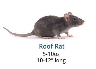 How To Get Rid of Roof Rats - DIY Roof Rat Control Guide Roof Rats, Getting Rid Of Raccoons, Rat Control, Roof Problems, Getting Rid Of Rats, Pet Food Store, Rat House, Rat Traps, Getting Rid Of Mice