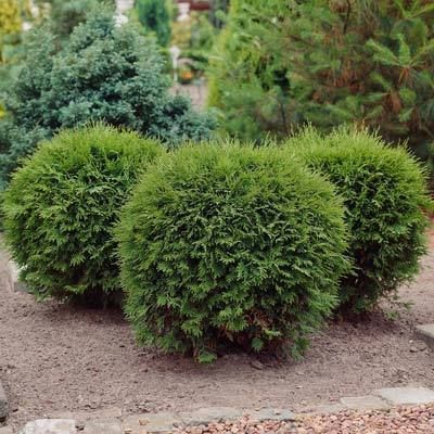 Mature Height Book: 3-4' Mature Height Observed: 3' Mature Width Book: 3-4' Mature Width Observed: 3-4' Form: Round Foliage: Green Flower: N/A Advantages: Adaptable shrub that keeps a uniform shape Disadvantages: If die back occurs then the shape of the bush is ruined Zone: 3-7 Water: Moderate - low Sun: Full to partial sun Soil: Adaptable but prefers well draining moist soils Rating: 4 Thuja Emerald Green, Arborvitae Landscaping, Porch Landscape, Arborvitae Tree, Property Ideas, Thuja Occidentalis, Privacy Trees, Landscape Gardening, Gardening Inspiration