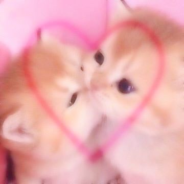 Cute Kittens Aesthetic Pink, Kitten Pink Aesthetic, Lovecore Pfp Pink, Cute Pfp Icons Pink, Softie Aesthetic Pfp, Lovecore Pfp Anime, Lovecore Cat, Cute Heart Pfp, Pfp Kawaii Pink