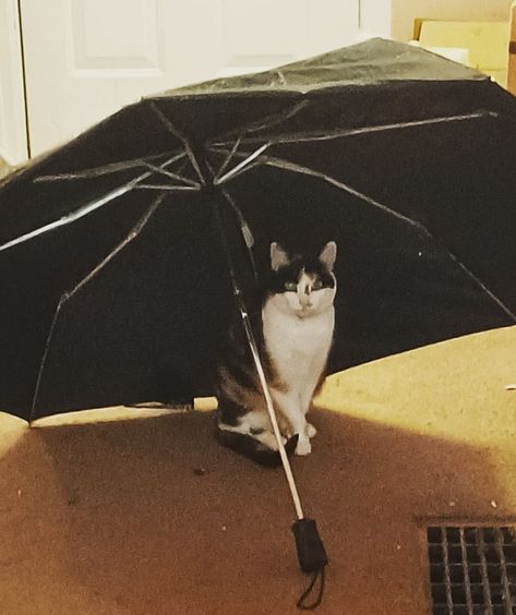 My cat under an umbrella Cat With Umbrella, Cat Umbrella, I M, A Storm, Cat Love, Mood Board, Umbrella, Favorite Places, Nature