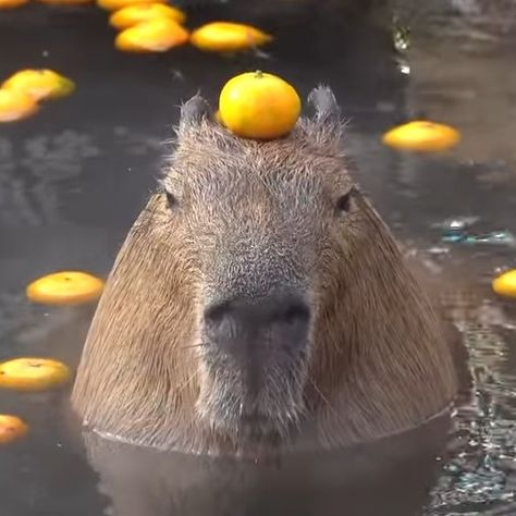 Capybara Drawing, Capybara Funny, Wallpaper Cute, Pet, Funny, Water, Animals