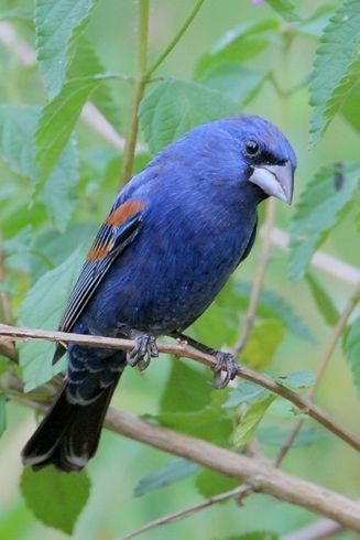 Blue-grosbeak Grosbeak Bird, Blue Grosbeak, Northern Mexico, World Birds, Migratory Birds, Different Birds, Wild Creatures, Rare Birds, All Birds