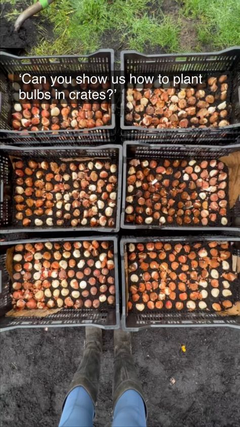 Bulb crates are an awesome way to plant your tulips when you’re treating them as annuals. Only trick? The crates are hard to find. Here’s… | Instagram Planting Tulip Bulbs, Growing Tulips, Growing Cut Flowers, Flower Garden Plans, Cut Flower Farm, Planting Tulips, Sometimes People, Market Garden, Flower Farmer