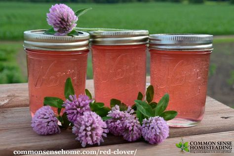 Clover Jelly, Red Clover Jelly Recipe, Edible Flowers Recipes, Foraging Recipes, Canning Jam, Foraged Food, Jam And Jelly, Home Canning, Wild Edibles