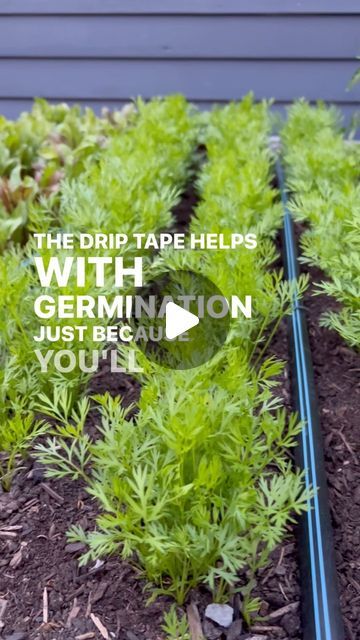 Seattle Urban Farm Co | Garden Creators on Instagram: "Vegetables need a reliable water supply. 💧They have to grow a lot in a short period of time, and water is a crucial element to a successful harvest. We love drip irrigation, specifically with drip tapes. Tapes were designed for farm-scale irrigation but are also the best option for the home garden. They are easy to install, easy to fix, and work well. We usually get 15 mil drip tape with emitters spaced every 8”. We space tapes a foot apart and this allows us to plant anywhere in the bed and know that every crop will get all the water it needs. 🌱♥️ . . . #dripirrigation #irrigation #savewater" Irrigation Diy, Landscape Irrigation, Drip Irrigation Diy, Drip Tape, Edible Gardens, Drip Irrigation System, Urban Farm, Drip Irrigation, Urban Farming