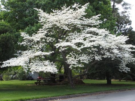 Cornus Florida, Flowering Dogwood, Street Trees, Dogwood Trees, Specimen Trees, Tree Seeds, Ornamental Trees, Shade Trees, Deciduous Trees