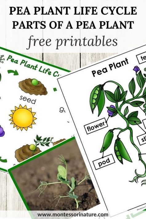 Life Cycle Of A Pea, Parts Of A Plant Free Printable, Plant Life Cycle Worksheet, Life Cycles Preschool, Plant Printable, Nature Printables, How Plants Grow, Cycle For Kids, Plants Worksheets