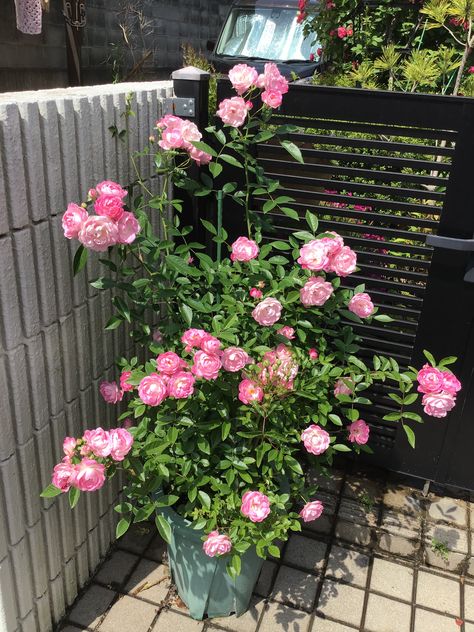 Garden Vase, Rose Plant, Bengali Bride, Garden Inspo, Backyard Vegetable Gardens, Flower Colors, Vegetable Gardens, Plants Indoor, Beautiful Flowers Garden