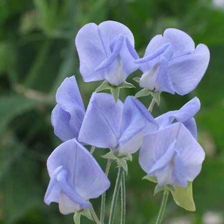 Cindy Gail Prince on Twitter: "#FlowerReport Sweet Peas… " Sweet Pea Seeds, Sweet Pea Flowers, Plant Tags, Light Blue Flowers, Pea Flower, Sweet Peas, Flowering Vines, Fragrant Flowers, Types Of Flowers