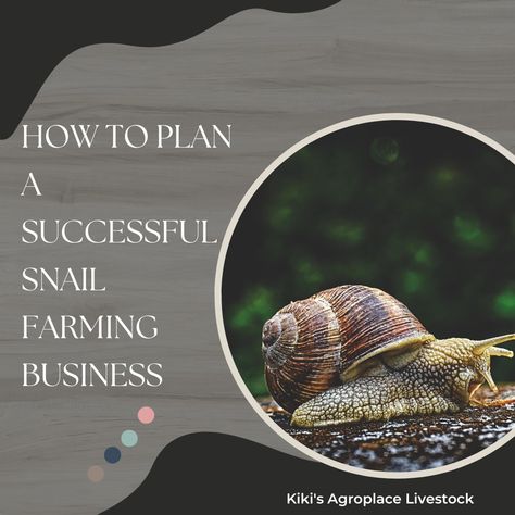 How to plan snail farming business in five steps. Insect Farming, Snail Farming, Farming Business, Snail Shell, Sustainable Business, Business Plan Template, Dream City, Extreme Weather, Permaculture