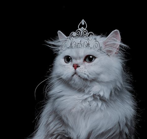 Cat Selfie Aesthetic, Cats Cuddling, Kitty Icon, Cats Memes, Cats Kittens, Funny Cats, Profile Picture, Kittens, Crown