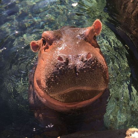 Zoo Photoshoot Ideas, Fiona The Hippo, Zoo Pictures, Cincinnati Zoo, Cute Hippo, Hippopotamus, Sweet Animals, Animal Planet, Zoo Animals