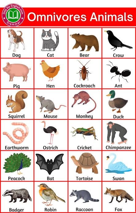 Omnivores Animals, Carnivores Herbivores Omnivores, Animals Name List, Omnivorous Animals, Herbivorous Animals, General Knowledge For Kids, Animal Pictures For Kids, Animals Name In English, Animals Name