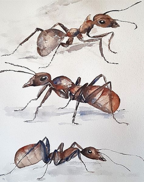 Ants Drawings, Watercolour Insects, Bug Sketches, Insects Drawings, Bugs Poster, A3 Size Paper, Bugs Art, Ant Drawing, Bugs Drawing