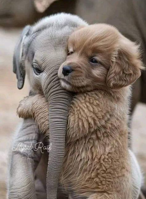 Cute Dogs Images, Very Cute Puppies, Cute Small Animals, Cute Dog Photos, Cute Animals Puppies, Very Cute Dogs, Baby Animals Pictures, Animals Friendship, Super Cute Animals