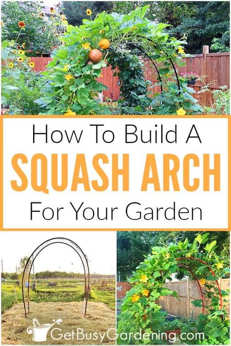 Arch Vegetable Garden, Easy Garden Arch Diy, Squash Garden Ideas, Squash Trellis Diy, Arch Garden Trellis, Vining Vegetables, Co Planting, Trellis Vegetable Garden, Vegetable Arch