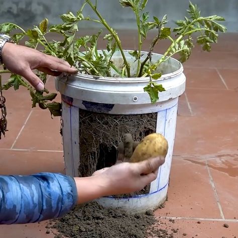 Potato Growing, Container Potatoes, Grow Potatoes, 5 Gallon Buckets, Garden Hacks, Growing Potatoes, Plastic Containers, Planting Herbs, Gardening Tips