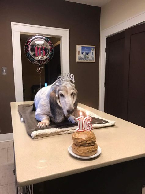 awwww! Cute! Happy birthday!💕😁 Happy Birthday Sweetie, Bored Dog, Birthday Today, Pitbull Puppy, Pitbull Mom, Dog Birthday Party, Dog Store, Dog Years, Birthday Meme