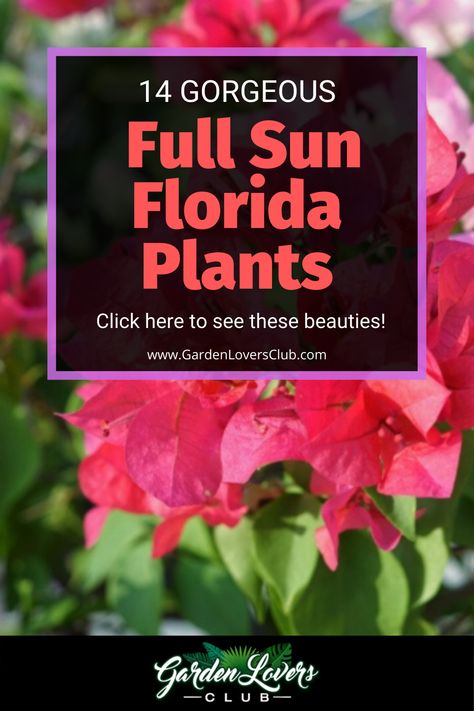 Florida Perennials Full Sun, Florida Easy Landscaping Ideas, Xeriscape Front Yard Florida, North Florida Native Landscaping, Central Florida Native Plants, North Florida Garden, Sun Tolerant Plants, Plants In Florida, Best Flowers To Grow In Florida