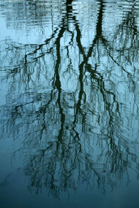 Distortion/Reflection in water #3. Taken 11/01/14. Reflections In Nature, Water Surface Photography, Trees Reflecting On Water, Bing Wright, Water Distortion, Distorted Reflection, Devised Theatre, Water Reflection Photography, Distortion Photography