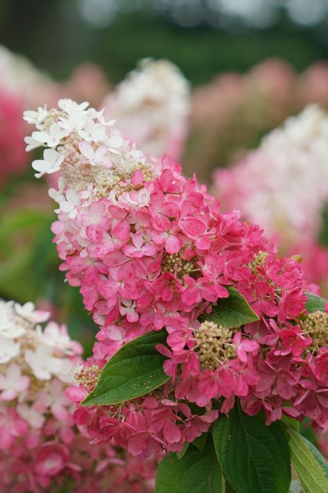 PINKY WINKY PRIME® Hydrangea Hydrangea Pinky Winky, Proven Winners Perennials, Long Blooming Perennials, Panicle Hydrangea, Hardiness Zones, Garden Calendar, Hydrangea Garden, Magenta Color, Lavender Plant