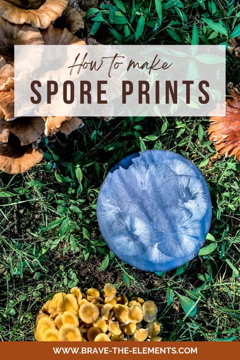 Mushroom Spore Print Art, Mushroom Spore Print, Spore Prints, Spore Print, Art Mushrooms, Poisonous Mushrooms, Kid Diy, Land Ideas, Mushroom Spores