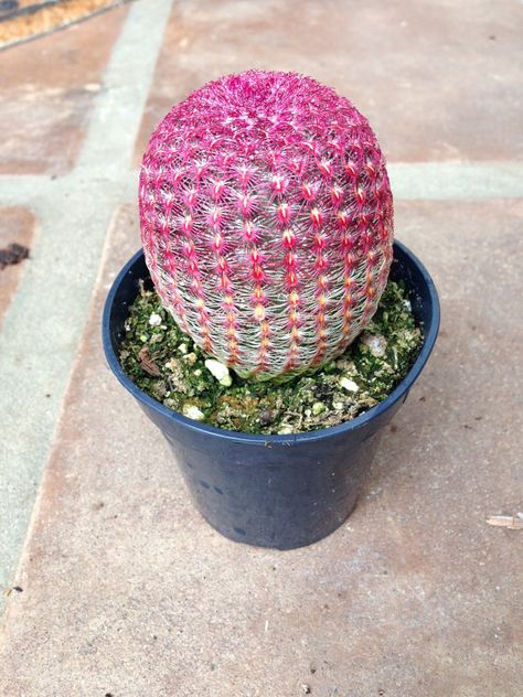 Cactus Plant  Rainbow Hedgehog Cactus by SucculentOasis on Etsy, $9.00 Hedgehog Cactus, Cactus House Plants, Beautiful Cactus, Succulent Gardens, Garden Plant Pots, Miniature Plants, Beautiful Plants, Cactus Plant, Rock Garden Landscaping