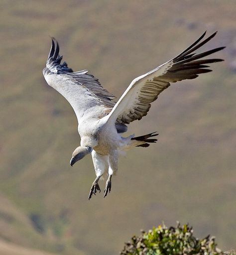 Flying Vulture, Griffon Vulture, Africa Wildlife, Wild Animals Pictures, Animal Study, Big Bird, Bird Drawings, Birds Of Prey, Bird Photography