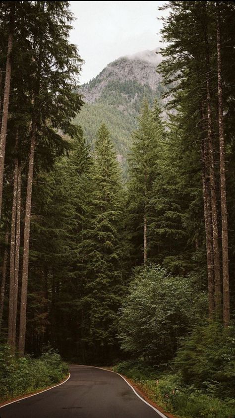 Olympic National Park Camping, Animals Quotes, Olympic National Forest, Dark Naturalism, Forest Camp, Washington Travel, Dark Green Aesthetic, The Pacific Northwest, Pine Trees