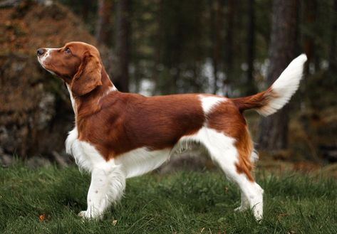 Welsh Spaniel, Welsh Springer Spaniel Puppies, Springer Puppies, Springer Spaniel Puppies, Welsh Springer Spaniel, Every Dog Breed, Beautiful Dog Breeds, Purebred Dogs, Felt Dogs