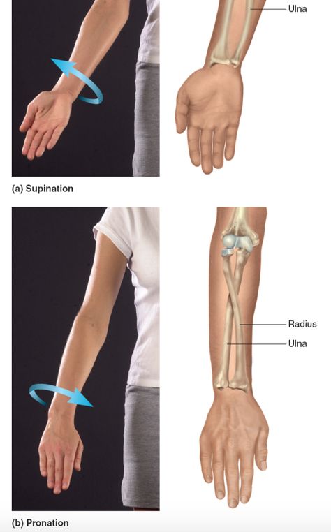 Supination and pronation refer to the way someones palm is facing. Supination is when the radius and ulna are parallel, and pronation is when the radius and ulna are crossed. Radius And Ulna Tattoo, Supination And Pronation, Radius And Ulna Anatomy, Radius Bone, Radius And Ulna, Medical Terminology Study, Arm Anatomy, Shoulder Girdle, Human Anatomy Reference