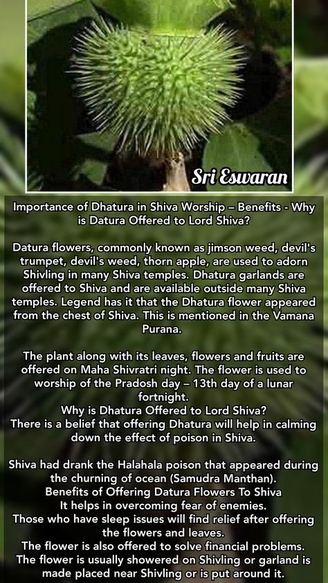 Shiva Purana Quotes, Santana Dharma, Thorn Apple, Shiva Purana, Hinduism History, Devotional Topics, Indian Culture And Tradition, Indian Legends, Hindu Rituals