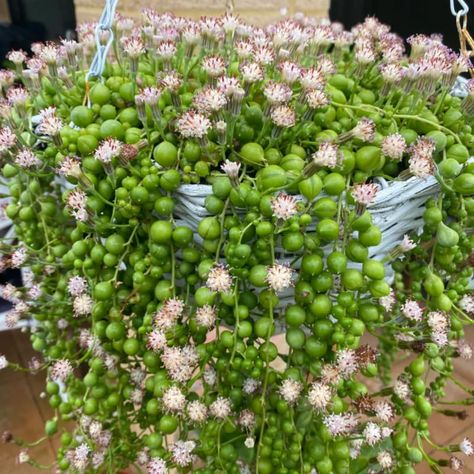 PRICES MAY VARY. String Of Pearls Plant 4 Inches Pot, String Of Pearls Live, String Of Pearls Live Plant, Succulents String Of Pearls, String Of Pearls Succulent Live String Of Pearls Plant 4 Inches Pot, String Of Pearls Live, String Of Pearls Live Plant, Succulents String Of Pearls, String Of Pearls Succulent Live String Of Pearls Plant, Plant Succulents, String Of Pearls, House Landscape, Live Plants, Lawn Garden, Garden Inspiration, Succulent, Lawn