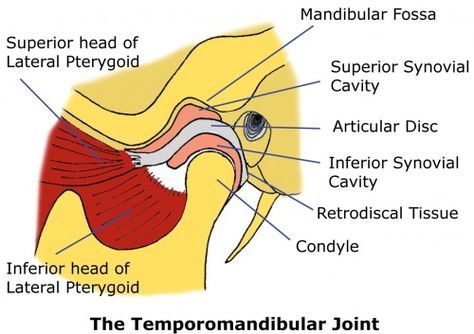 TMJ Anatomy Tmj Relief, Joints Anatomy, Holistic Dentistry, Dry Needling, Aesthetic Dentistry, Restorative Dentistry, Implant Dentistry, Spatial Relationships, Medical Services