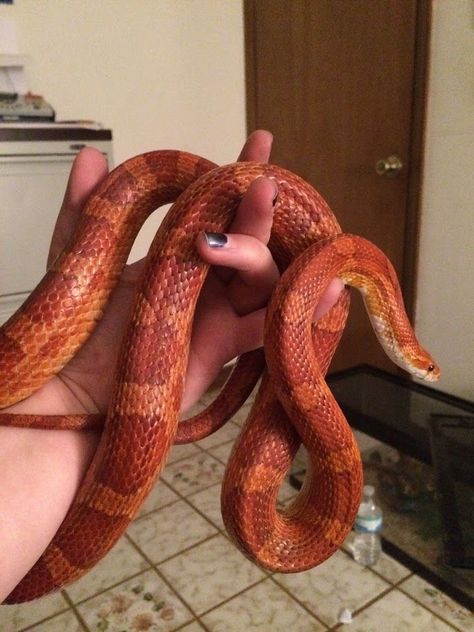 Big Snakes, Baby Ball Python, Snakes For Sale, Pet Reptiles, Corn Snakes, Slider Turtle, Baby Snakes, Black Soil, Pretty Snakes