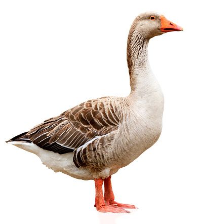 Goose Bird Waterfowl Animal - Free photo on Pixabay Goose Photo, Duck Cartoon, Botanical Illustration, Free Pictures, Free Photo, Ducks, Pet Birds, Free Photos, Stock Images Free