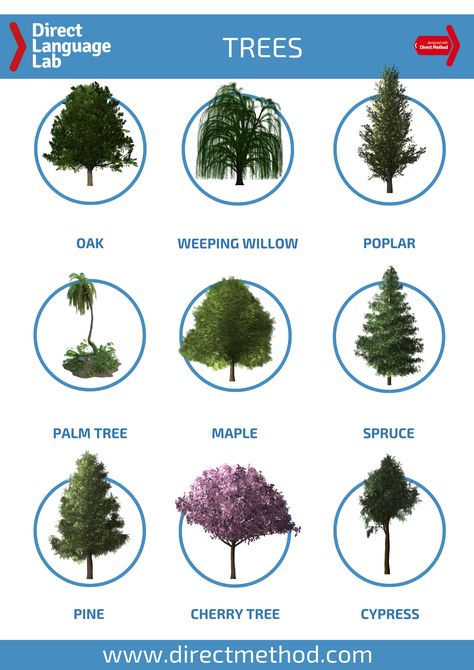 Trees in English Language Tree, Types Of Trees, Amazing Trees, Conservation Of Natural Resources, Tree Identification, Drawing Flowers, Butterfly Tattoos, Weeping Willow, Plant Identification