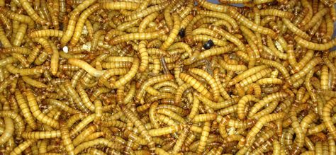 So how can feeding mealworms to chickens be a problem if the… Meal Worms For Chickens, Feed Chickens, Cow Feed, Meal Worms, Chicken Eating, Chicken Feed, Wild Bird Food, Human Food, Animal Protein