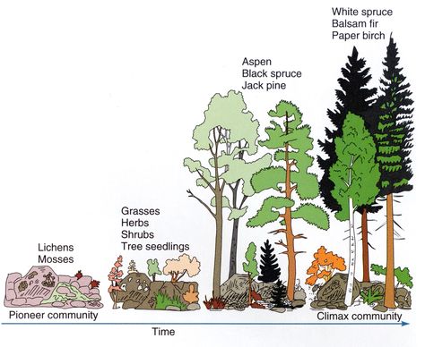 Ecological Succession TEKS 7.10.C diagram - does use out dated term 'climax community'  Go here - for a GREAT succession web simulation http://www.mrphome.net/mrp/succession.swf (couldn't pin that cause it has no images :P ) Ecological Succession Diagram, Forest Succession, Privacy Landscape Ideas, Lazy Gardening, Primary Succession, Secondary Succession, Biology Class 11, Ecological Succession, Animal Architecture