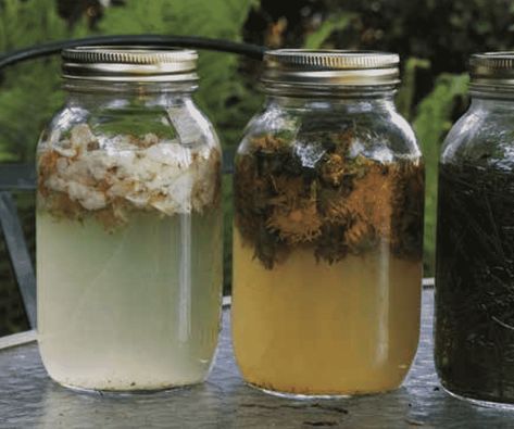 In Search of Wild Yeast | Chelsea Green Publishing Homemade Spirits, Korean Vegetarian Recipes, Wild Yeast Starter, Korean Vegetarian, Making Alcohol, Fermentation Station, Medical Plants, Mead Recipe, Lacto Fermented