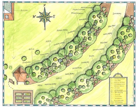 Orchard Layout, Permaculture Orchard, Backyard Food, Food Forest Garden, Edible Gardens, Vegetable Farming, Herb Gardens, Permaculture Gardening, Permaculture Design