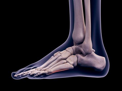 What Makes Up the Ankle Joint? Ankle Anatomy, Gastrocnemius Muscle, Tighten Facial Skin, Toe Straightener, Ligaments And Tendons, 12 Tomatoes, Sprained Ankle, Calf Muscles, Anatomy And Physiology