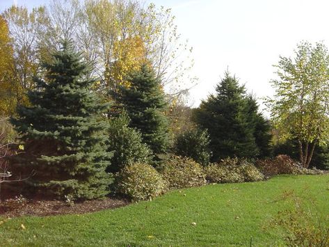 yards with front berm | Plant Inventory: Spruce Berm Ideas For Front Yard, Acreage Landscaping, Evergreen Landscape, Landscaping On A Hill, Large Backyard Landscaping, Court Yard, Garden Layout Vegetable, Privacy Landscaping, Vegetable Garden Planning