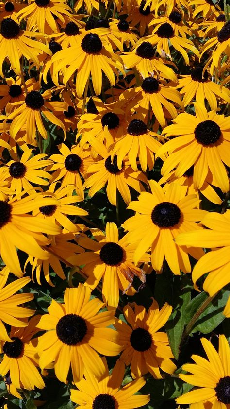 Black Eyed Susan Wallpaper, Black Eyed Susan Aesthetic, Susan Aesthetic, Miniature Sunflowers, Wallpaper Iphone Yellow, Summer Aesthetic Wallpaper, Floral Aesthetics, Aesthetic Wallpaper Iphone, Eyes Wallpaper