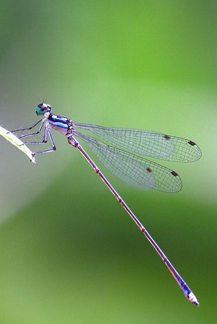 Tanaman Air, Dragonfly Photos, Dragon Flys, Damselflies, Dragonfly Insect, Dragon Flies, Dragonfly Dreams, Dragonfly Art, Dragonfly Tattoo