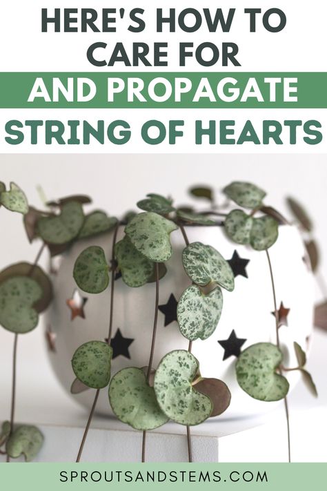 Close up of a string of hearts plant sitting on a table String Of Hearts Care Tips, Chain Of Hearts Plant, String Of Hearts Plant, Houseplant Collection, Water Propagation, Ceropegia Woodii, Chain Of Hearts, Succulent Potting Mix, String Of Pearls Plant