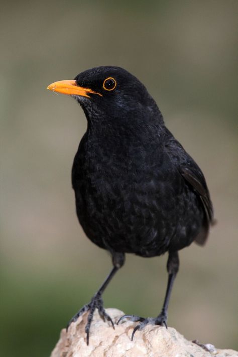 Common Blackbird Blackbird Singing, Brown Bird, Animal References, British Wildlife, Bird Pictures, Blackbird, Colorful Birds, Bird Garden, Wild Birds