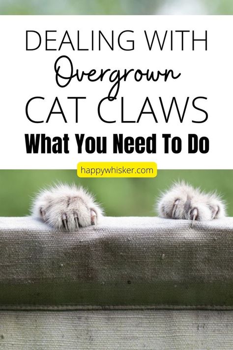 Dealing With Overgrown Cat Claws – What You Need To Do Clipping Cat Nails, Shell Display, Cut Cat, Kitten Care, Cat Claws, Cat Nails, Indoor Cat